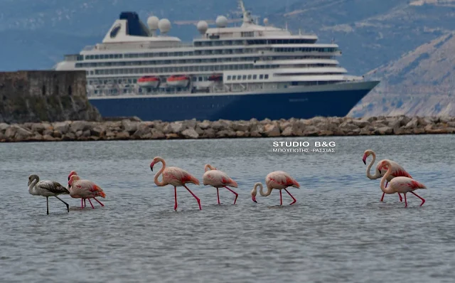 Στο Ναύπλιο 30 πανέμορφα φλαμίνγκο