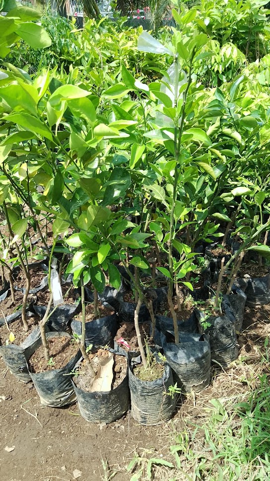 jual bibit jeruk dekopon yang paling bagus jakarta Lampung