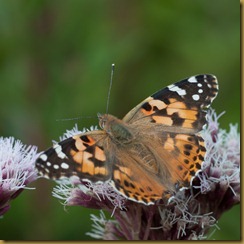 Painted Lady, Cynthia cardui