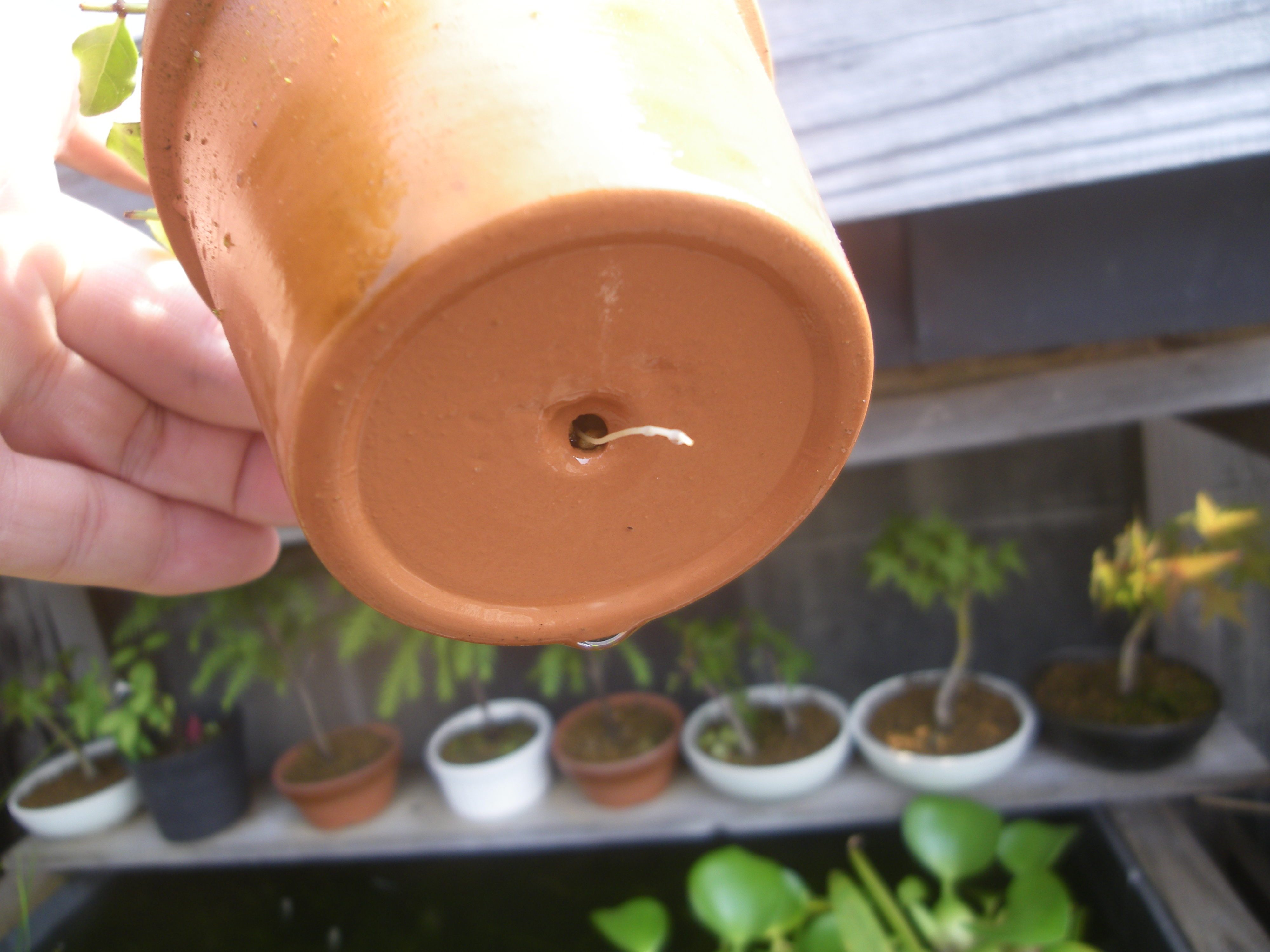 シマトネリコを挿し木で増やして 小さな鉢植えやミニ盆栽で楽しむ メダカの大工