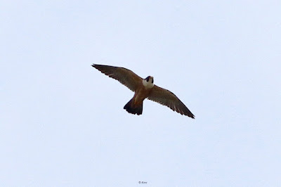 "Peregrine Falcon (Shaheen), resident heading for the radio tower."