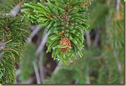 Bristlecone Pine