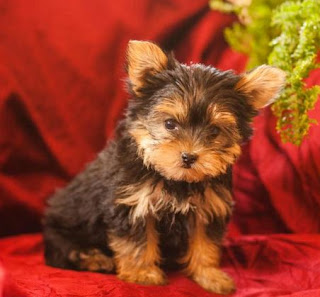 Best Yorkie Puppies For Sale Long Island New York www.BestPuppiesForSale.org (631) 644-0326 