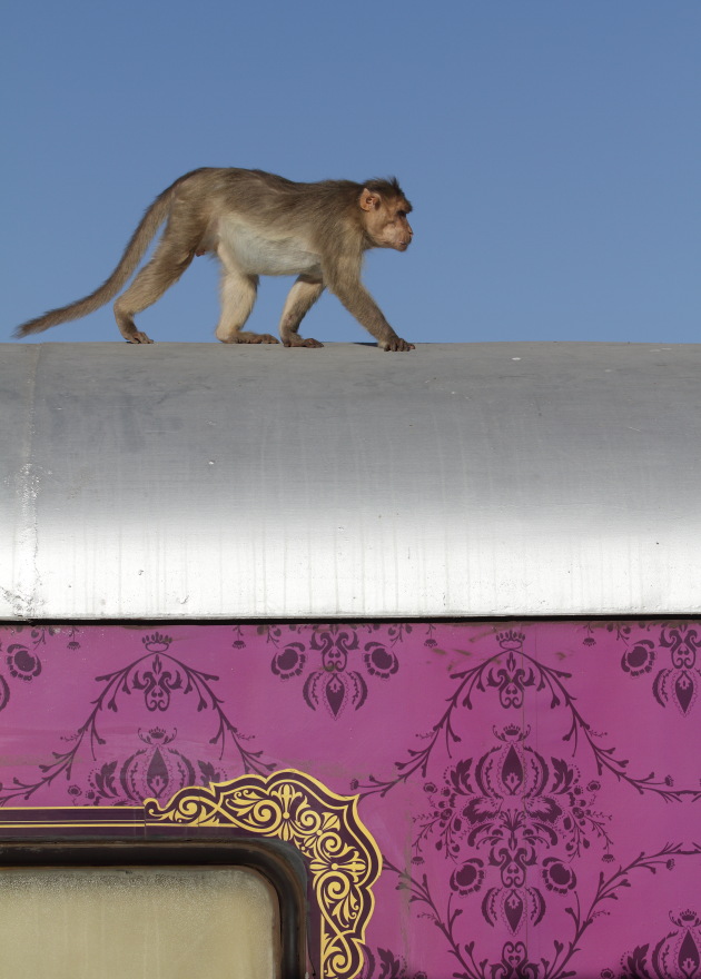 Monkey on train - Badami Railway Station, Karnataka