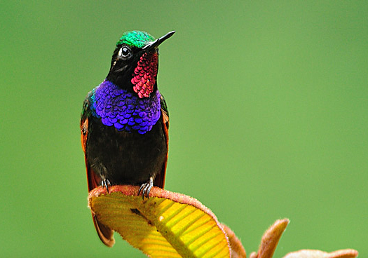 Bellas, hermosas, preciosas, lindas aves de El Salvador