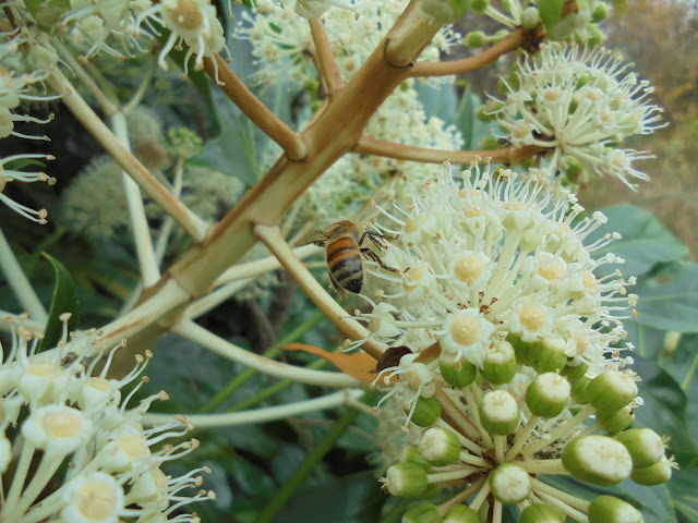 ヤツデ（八手）の花にミツバチ