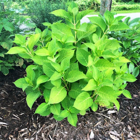 Hydrangea, Bliss-Ranch.com