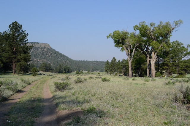 big trees, ruts, and a mesa