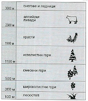 Височинни растителни пояси