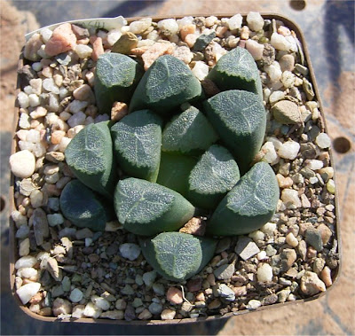 Haworthia maughanii