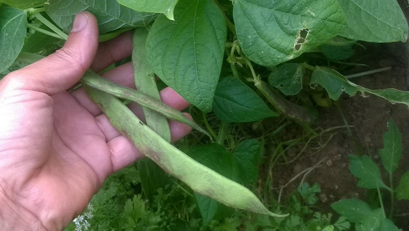 Once established, Dragon Tongue Beans don’t need supplemental fertilizer as they fix their own nitrogen.