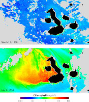Satellite Maps showing underwater changes before and after El Nino in Galapagos Islands