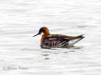 Red-necked Phalarope – Iceland – June 16, 2017 – Roberta Palmer