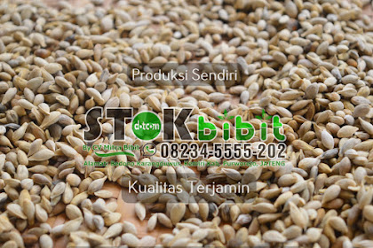 Paprika                                     pohon cabe paprika