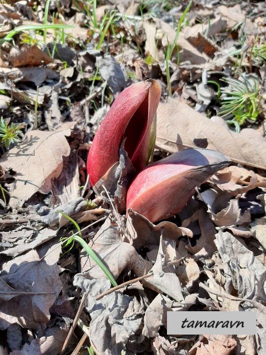 Связноплодник почколистный (Symplocarpus renifolius)