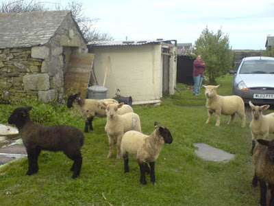 A group of 8 lambs wandering around Chantal's garden