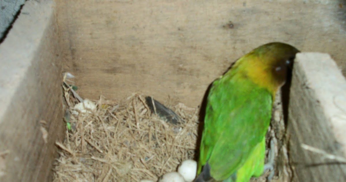 Penyebab Telur Lovebird Gagal Menetas dan Cara Mencegahnya
