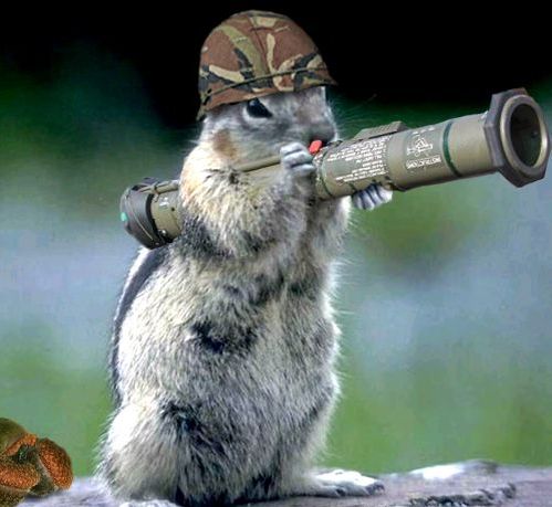 Funny Animals with Guns Pictures 2011
