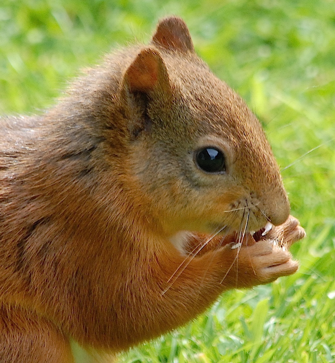 Nature Cameos: Tranquility and Red Squirrels