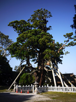 樹齢2000年の八百杉