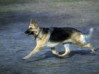 german shepherd wallpaper. german shepherd wallpaper.