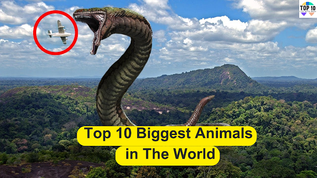 Top 10 Biggest Animals in The World