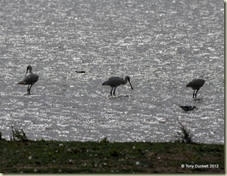 DSC_6837-001