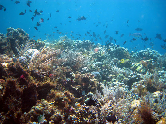 Wakatobi Underwater Indonesia