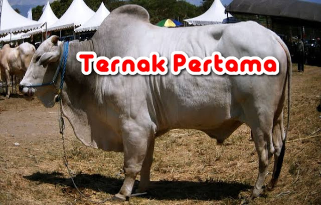 Harga Sapi PO