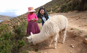 Baby Alpaca, Isla del Sol, Lake Titicaca, Bolivia