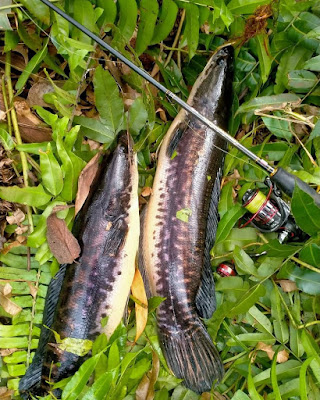 Ikan Asin Toman