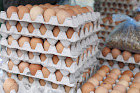 Agen Telur Ayam Ras di Kepulauan Seribu