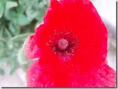 P6050327