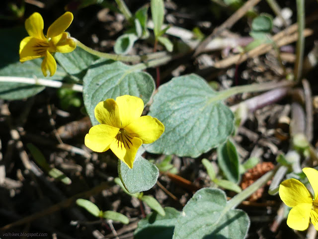 15: yellow violets