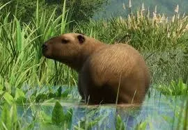 Caring for a Capybara