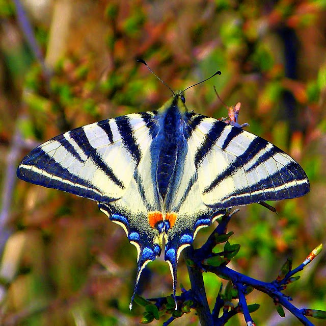 Segelfalter, Iphiclides podalirius