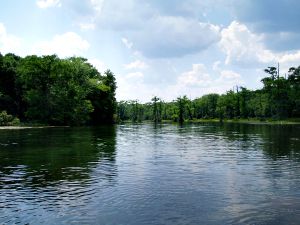 La desaparición de los bosques inundados amenaza la abundancia y la diversidad de los peces en el Amazonas