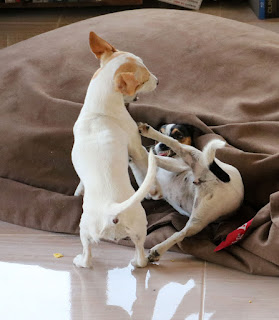 Thelma and Louise get a fight going