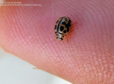 http://www.biodiversidadvirtual.org/insectarium/Tytthaspis-sedecempunctata-img483936.html