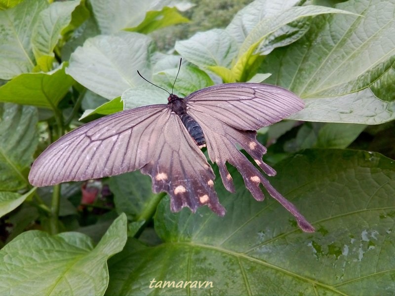 Бабочка алкиной (Atrophaneura alcinous, =Byasa alcinous)