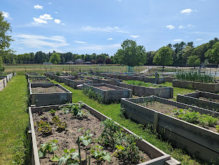 Community gardens in early in the growing season May 2022