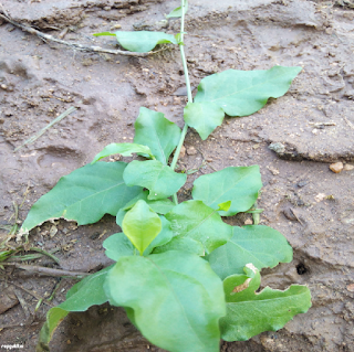 CEYLON LEADWORT LEAVES - சித்திர மூலம் இலைகள்