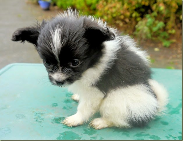 Belle`s BW B pup sits 7wk