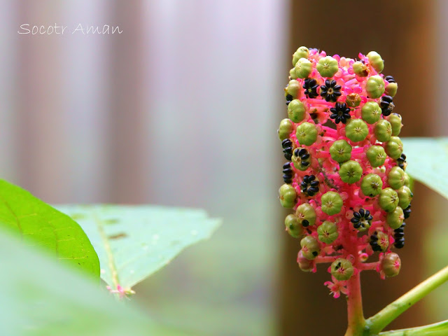 Phytolacca japonica