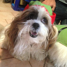 Kmart Elf Dog Costume $5 - Dog Costumes for Christmas