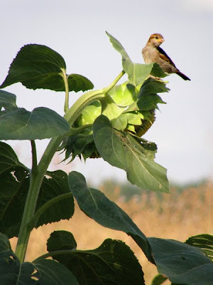 sunflower pictures