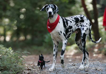 largest dog in world. world#39;s tallest living dog.