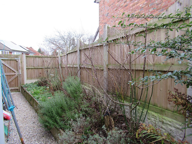 Diary of a suburban permaculture -ish garden, February 2020.  From UK suburban garden blogger secondhandsusie.blogspot.com #suburbanpermaculture #permaculture #ukgardenblogger