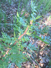 prickly ash (Zanthoxylum americanum)
