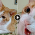 Dad Sings “If You Are Happy and You Know It”. But When Cat Joins In, You’ll Laugh Out Loud